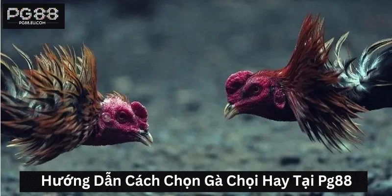 Hướng dẫn cách chọn gà chọi hay tại Pg88